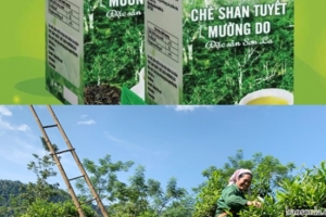 Phù Yên bảo tồn cây chè cổ thụ Mường Do gắn với xây dựng sản phẩm OCOP