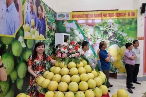 Kết nối thương mại điện tử cho sản phẩm bưởi Phúc Trạch
