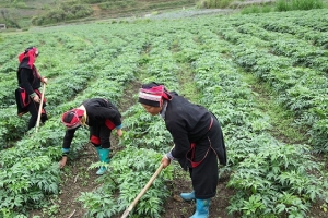 Nhiều tiềm năng phát triển nông nghiệp, dược liệu tại Lai Châu
