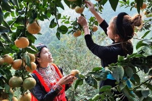 Khoa học công nghệ góp phần phát triển vùng Trung du và miền núi phía Bắc