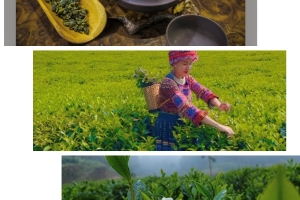 Những cây chè cổ thụ mang giá trị kinh tế gắn với Ocop