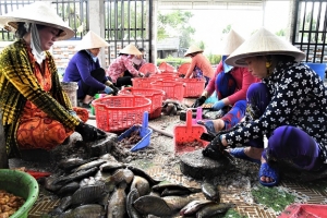 Cà Mau nâng cao năng lực hoạt động của hợp tác xã nhằm tạo việc làm, nâng cao thu nhập