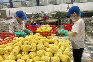 Thanh Hoá dành kinh phí hỗ trợ doanh nghiệp xuất khẩu tiếp cận thị trường mới