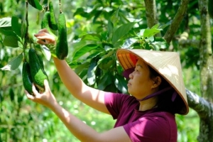 Lâm Đồng phát huy tiềm năng thế mạnh của sản phẩm OCOP