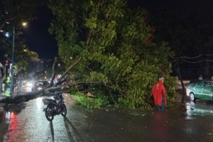 Vũng Tàu mưa lớn, nguy hiểm cây xanh bật gốc đổ ra đường