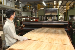 Gia Lai phát triển ngành công nghiệp chế biến gỗ theo hướng bền vững