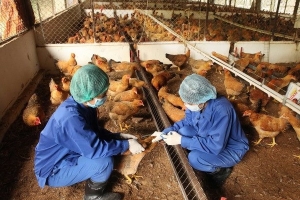 Phát hiện ca bệnh cúm A(H5) trên người mới nhất tại Việt Nam sau 8 năm