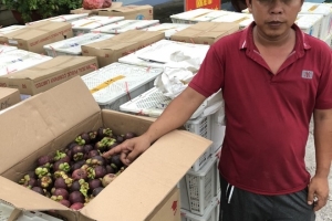 Khởi tố đối tượng buôn lậu trái cây tại Long An