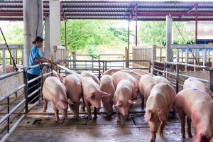 Giá heo hơi hôm nay 26/10: Tiếp tục giảm từ 1.000 - 3.000 đồng/kg