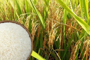 Giá lúa gạo tiếp tục tăng, thị trường giao dịch sôi động
