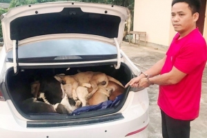 Công an huyện Đông Giang bắt giữ đối tượng trộm 38 con chó