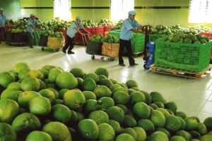 Chanh, bưởi, nhãn, khoai lang hiện diện ở thị trường nước ngoài như thế nào?