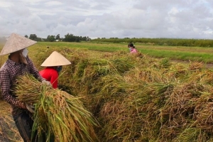 Cà Mau tháo gỡ khó khăn, hỗ trợ tiêu thụ lúa