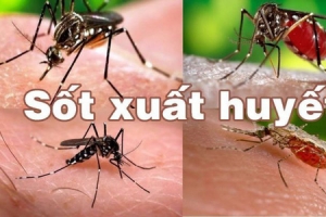 Đắk Lắk tăng cường phòng, chống bệnh sốt xuất huyết