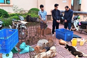 Triệt phá ổ nhóm trộm 03 tấn chó liên tỉnh