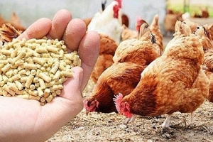 Tiềm năng phát triển của ngành thức ăn chăn nuôi trong năm 2023