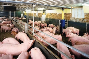 Giá heo hơi hôm nay 04/01: Giá ổn định từ 50.000 - 54.000 đồng/kg