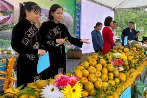 Bảo tồn và phát triển thương hiệu quýt Bắc Kạn