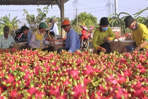 Trung Quốc “mở cửa”, giá thanh long xuất khẩu tăng gấp 3 lần