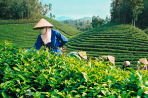 Xuất khẩu chè ước đạt 146 nghìn tấn