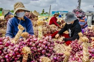 Giá hành tím Sóc Trăng tăng vọt trong ngày giáp Tết Nguyên đán