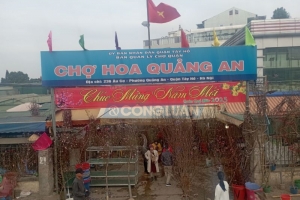 Xu hướng chơi hoa Tết Quý Mão có gì khác biệt?