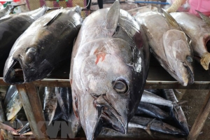 Cá ngừ trở thành ngành hàng giá trị tỷ USD
