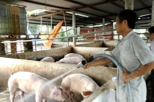 Giá heo hơi hôm nay 22/01: Giá heo hơi dao động từ 51.000 đồng/kg đến 54.000 đồng/kg