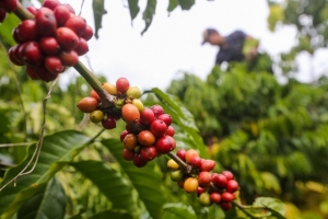 Giá cà phê hôm nay 02/02: Tăng mạnh hơn 1.000 đồng/kg