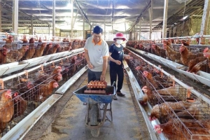 Gia Lai xử lý nghiêm các trường hợp sử dụng chất cấm trong chăn nuôi, giết mổ gia súc