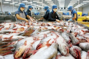 Giá cá tra thương phẩm tăng hơn 30.000 đồng/kg sau Tết Nguyên đán