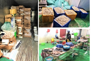 Phát hiện 9 tấn lòng lợn, chân gà "bẩn" chuẩn bị vào nhà hàng
