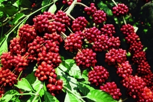 Giá cà phê hôm nay, 15/02: Cao nhất 44.400 đồng/kg