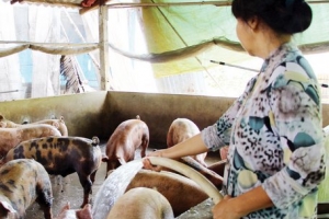 Giá heo hơi hôm nay 18/02: Đi ngang diện rộng