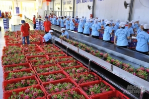 Tổ chức các hoạt động xúc tiến thương mại, kết nối doanh nghiệp Việt Nam và tỉnh Vân Nam (Trung Quốc)