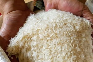 Giá gạo xuất khẩu của Việt Nam tăng 5 – 10 USD/tấn