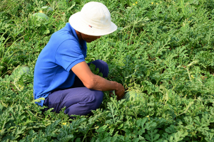 Cà Mau bảo đảm an toàn thực phẩm, nâng cao chất lượng nông, lâm, thủy sản