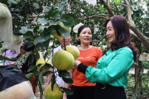 Hà Tĩnh có 2.423 hộ nông dân được vay vốn để phát triển kinh tế