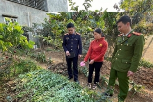 Phát hiện và xử lý 02 trường hợp trồng cây cần sa tại nhà ở Hải Phòng