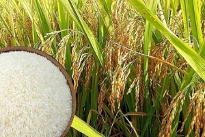 Giá lúa gạo nội địa và xuất khẩu có xu hướng tăng