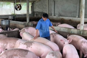 Giá heo hơi hôm nay 24/03: Dao động từ 48.000 - 52.000 đồng/kg