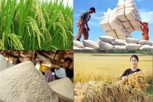 Các ngân hàng đẩy mạnh việc cho vay thu mua, kinh doanh thóc, gạo