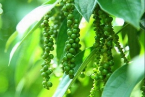 Giá tiêu hôm nay 03/04: Đi ngang trên cả nước
