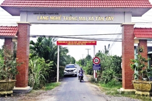 Long An: Triển khai đề án phát triển làng nghề trồng mai gắn với phát triển du lịch