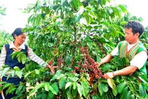 Kon Tum: Giao chỉ tiêu giảm nghèo năm 2023