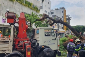 TP. HCM: Đảm bảo an toàn hệ thống cây xanh trong trường học