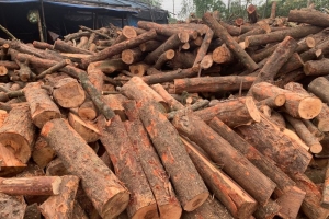 Thanh Hóa: Chú trọng phát triển vùng nguyên liệu phục vụ chế biến lâm sản