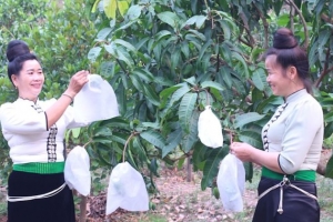 Sơn La phấn đấu bao được 15 triệu trái cây trong năm 2023