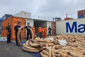 Phó thủ tướng Trần Lưu Quang biểu dương thành tích bắt giữ hơn 7,6 tấn ngà voi tại Hải Phòng