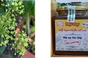 Bảo hộ chỉ dẫn địa lý cho mật ong hoa ngũ gia bì Vân Thủy